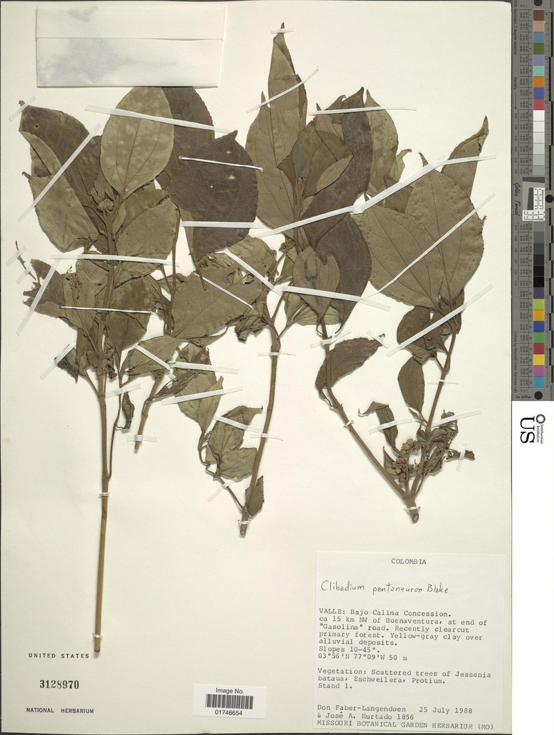 Clibadium pentaneuron photo 3