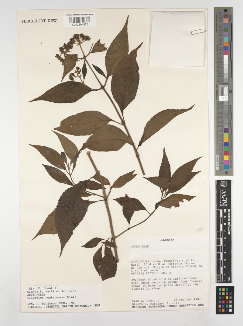 Clibadium pentaneuron photo 4