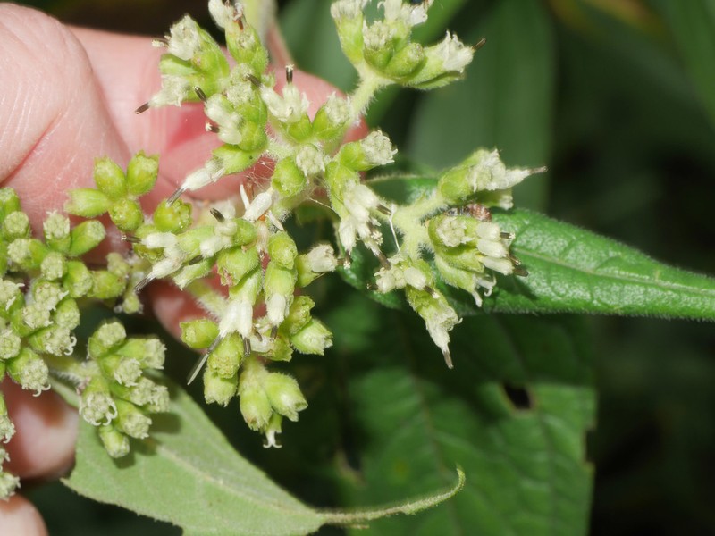 Clibadium peruvianum