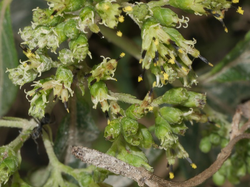 Clibadium peruvianum photo 2
