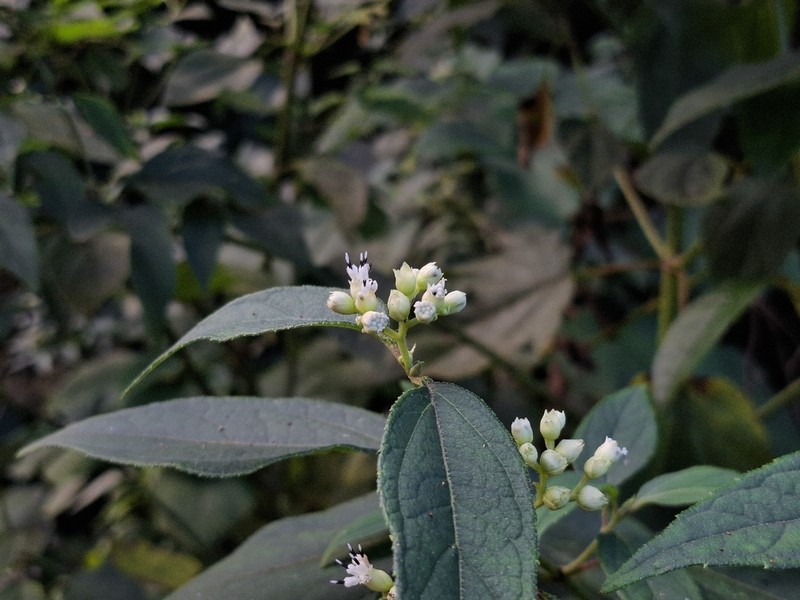 Clibadium peruvianum photo 3