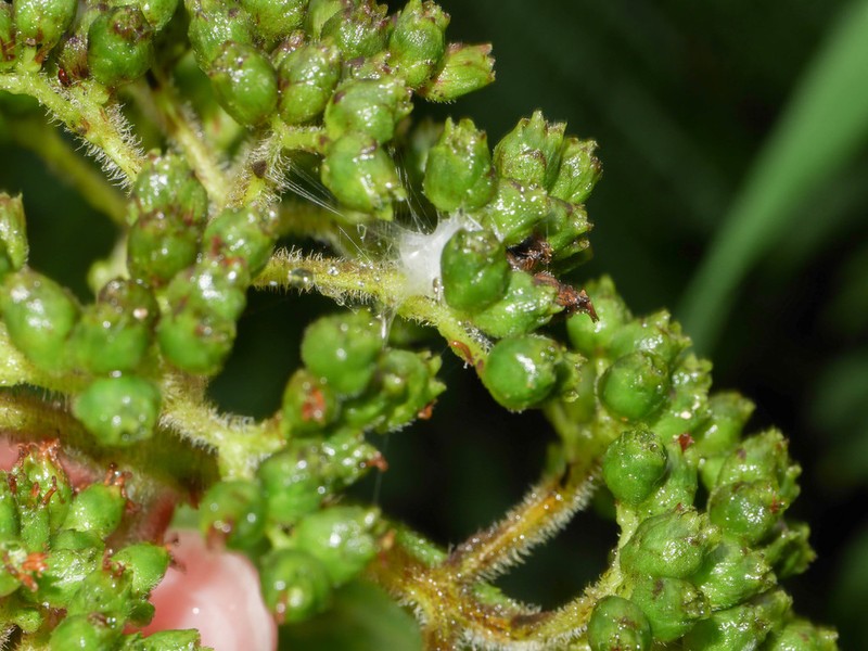 Clibadium peruvianum photo 4