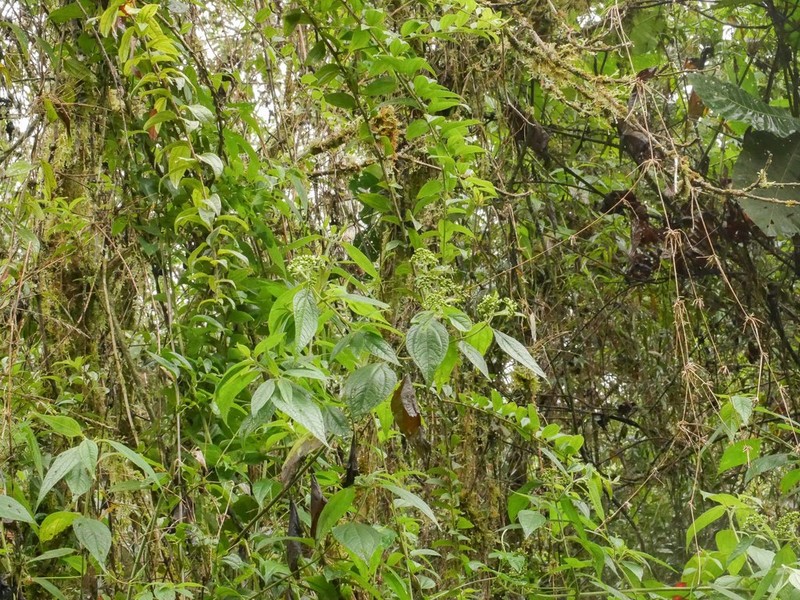 Clibadium peruvianum photo 5