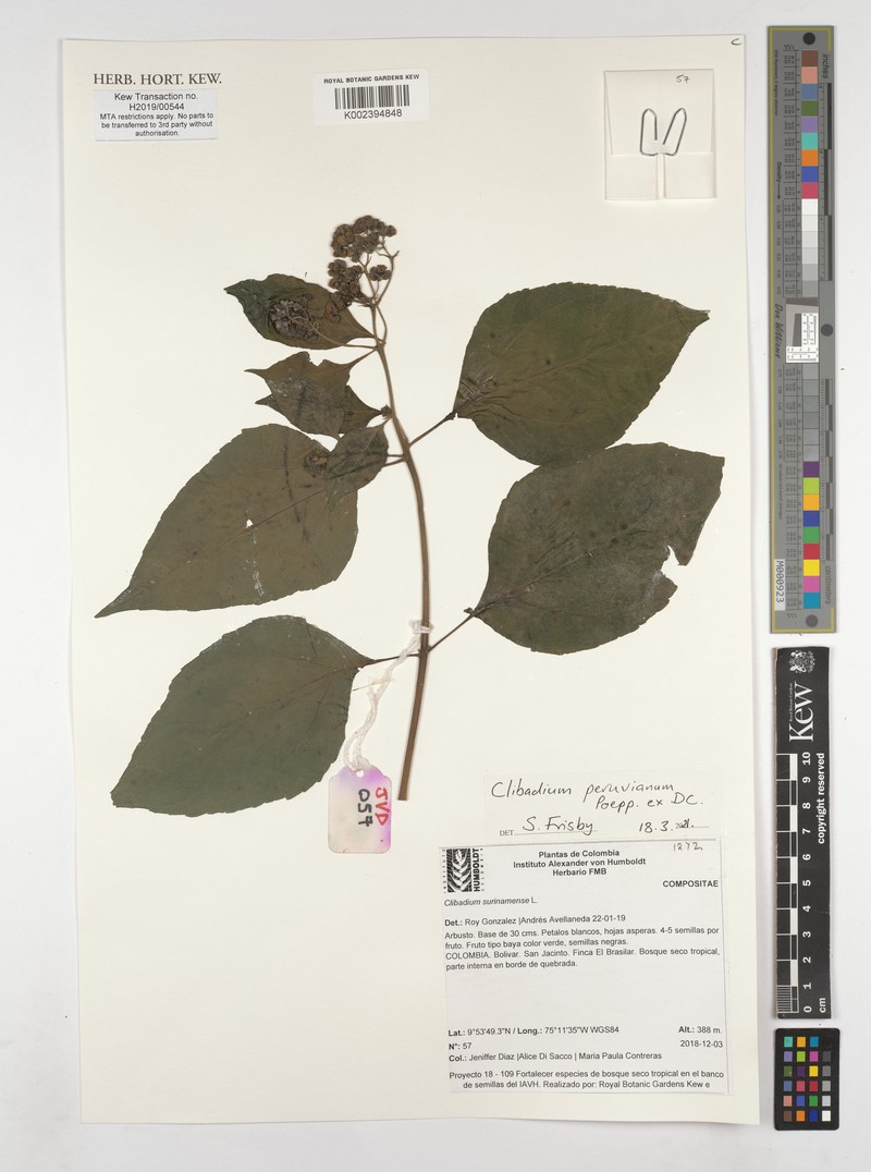 Clibadium peruvianum photo 8