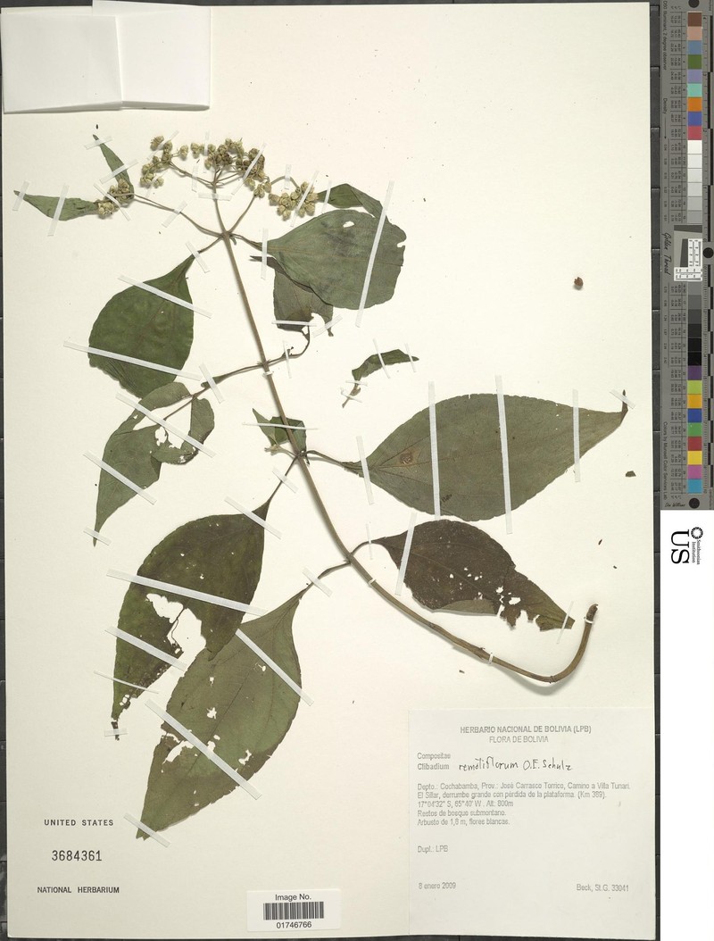 Clibadium remotiflorum