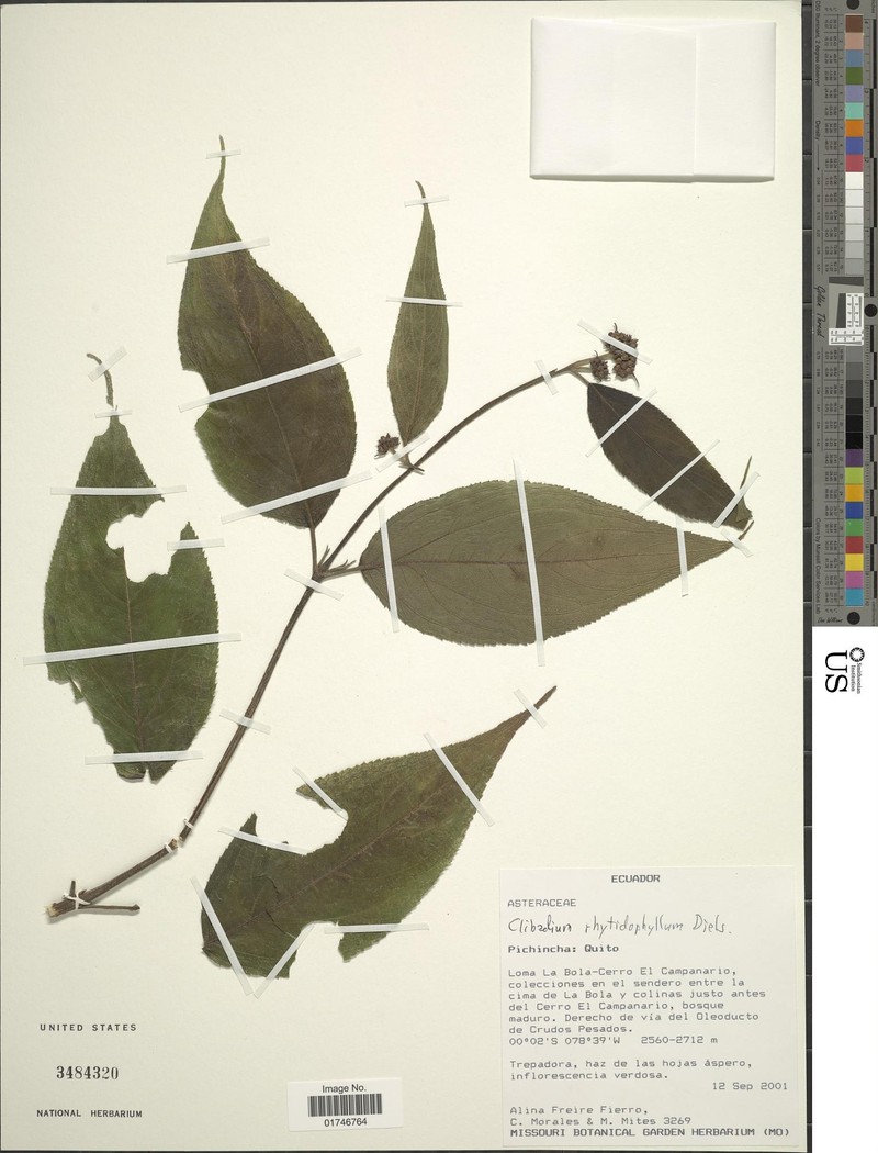 Clibadium rhytidophyllum