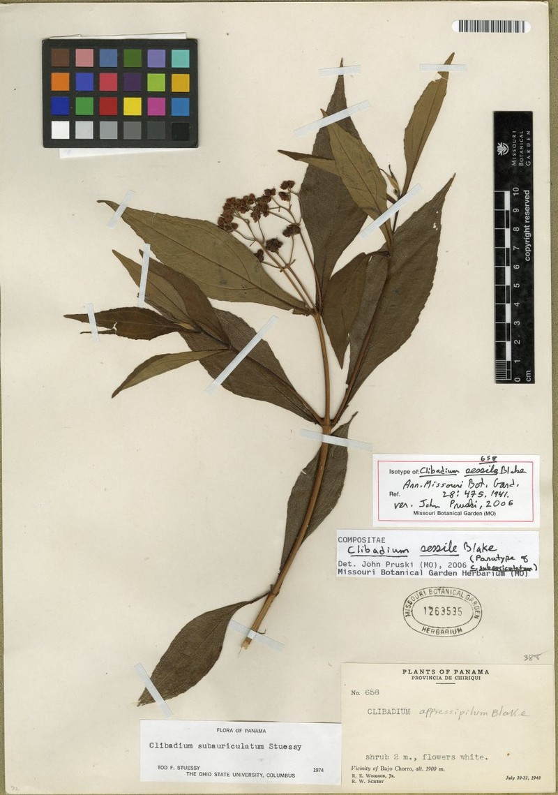 Clibadium sessile