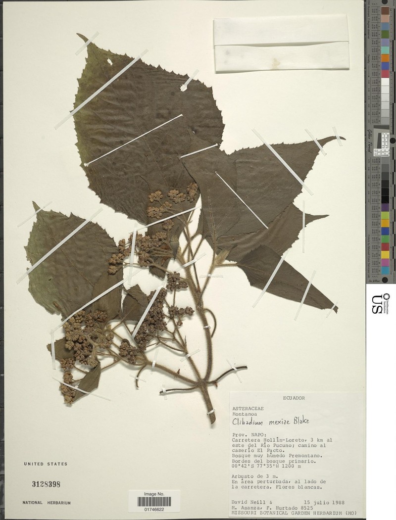 Clibadium sodiroi