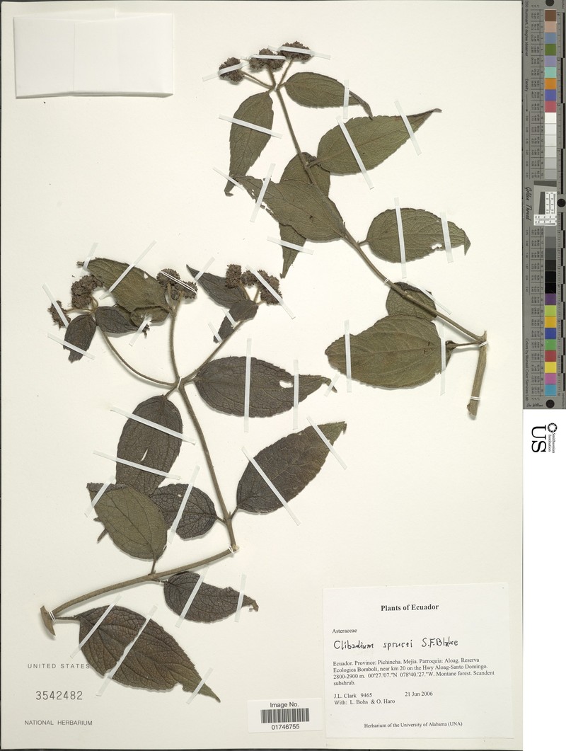 Clibadium sprucei