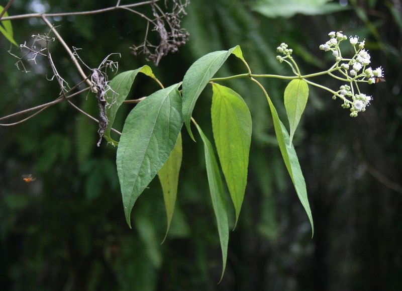 Clibadium surinamense