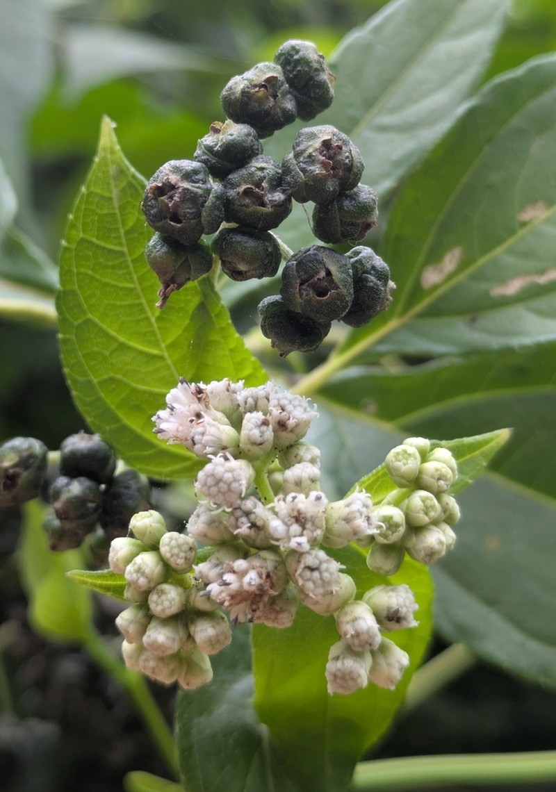 Clibadium sylvestre photo 2