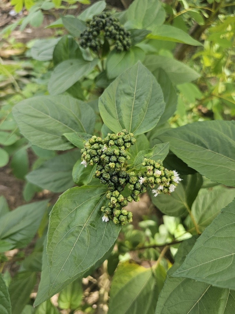 Clibadium sylvestre photo 3