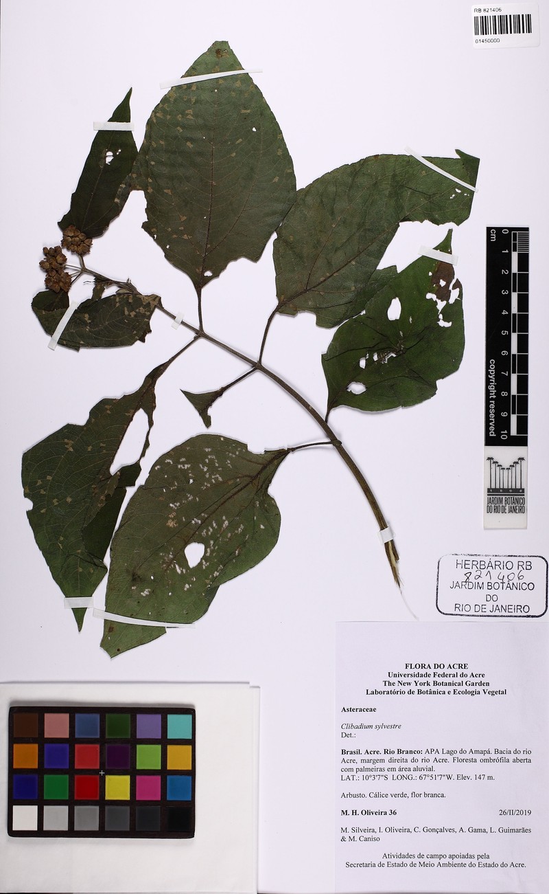 Clibadium sylvestre photo 5