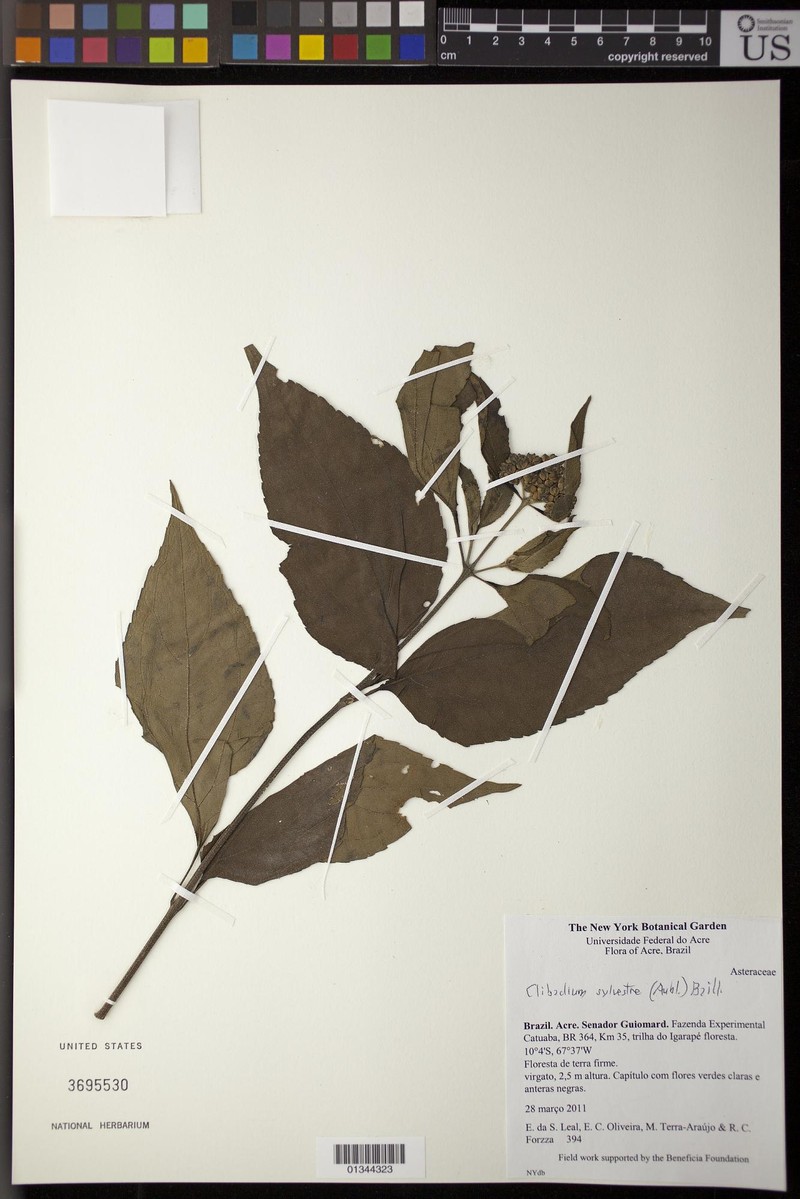 Clibadium sylvestre photo 6