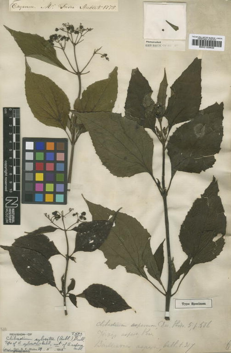 Clibadium sylvestre