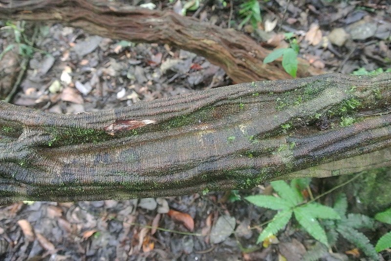 Clibadium sylvestre photo 7