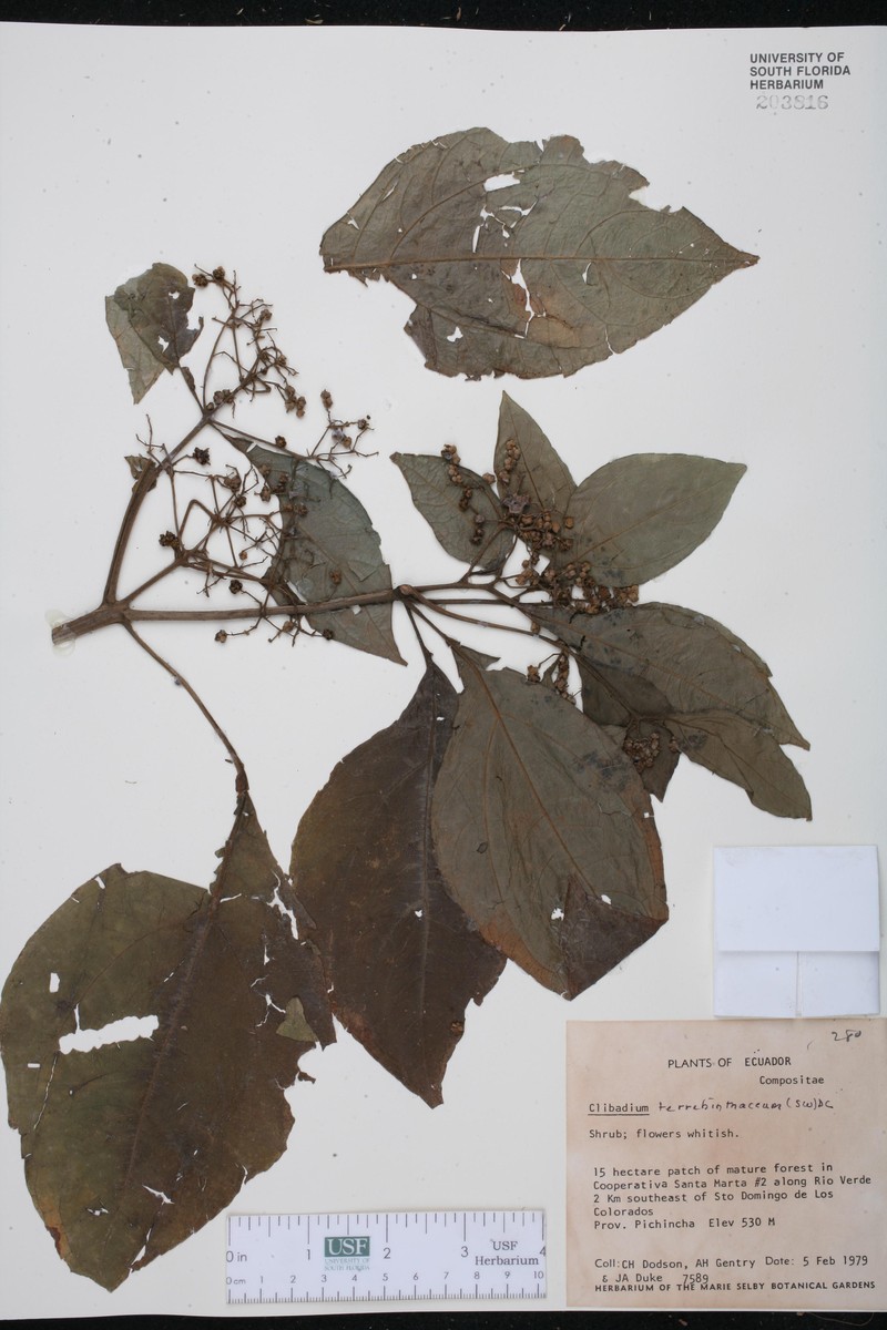 Clibadium terebinthinaceum