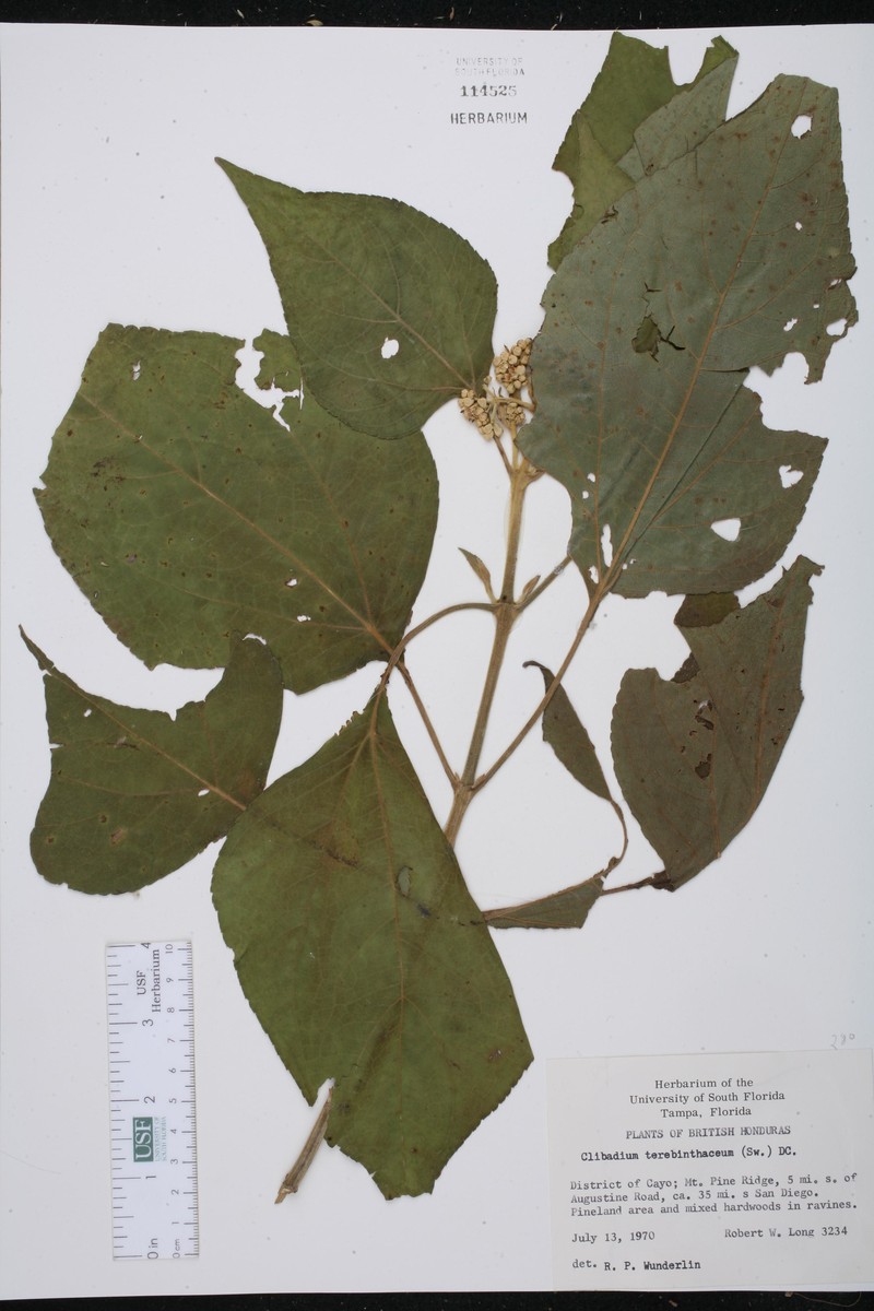 Clibadium terebinthinaceum photo 2