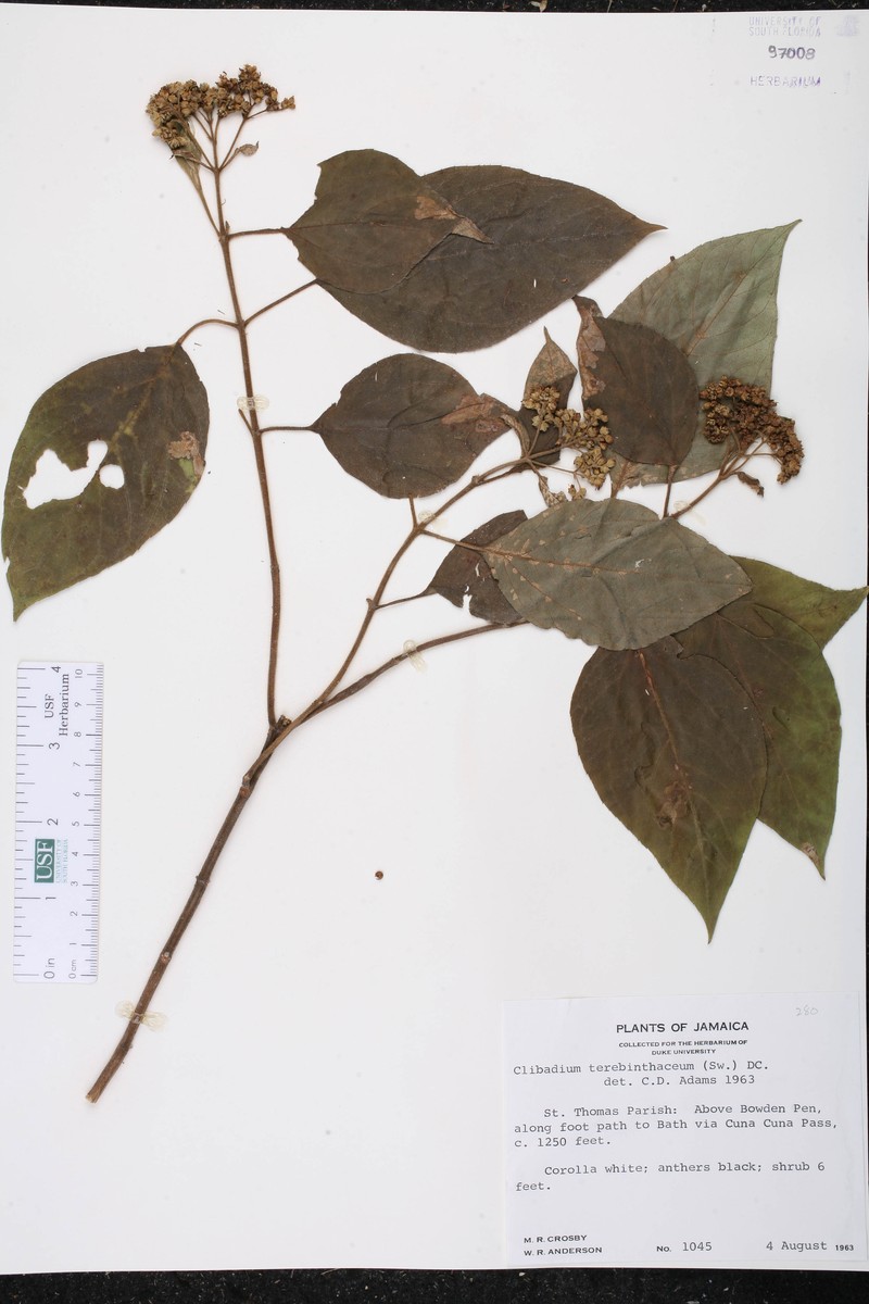 Clibadium terebinthinaceum photo 3