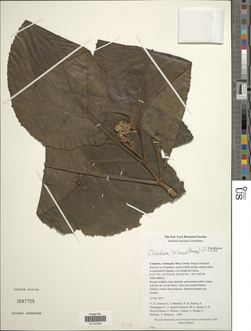Clibadium trianae