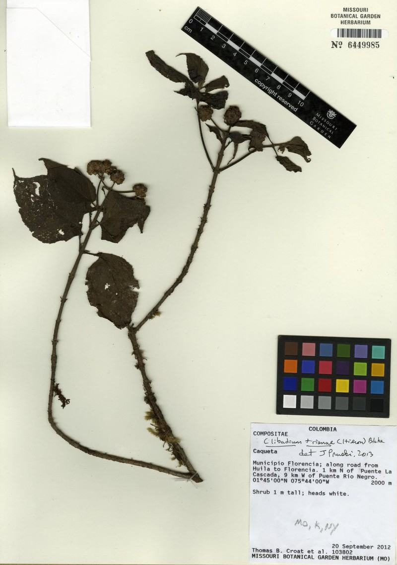 Clibadium trianae photo 2