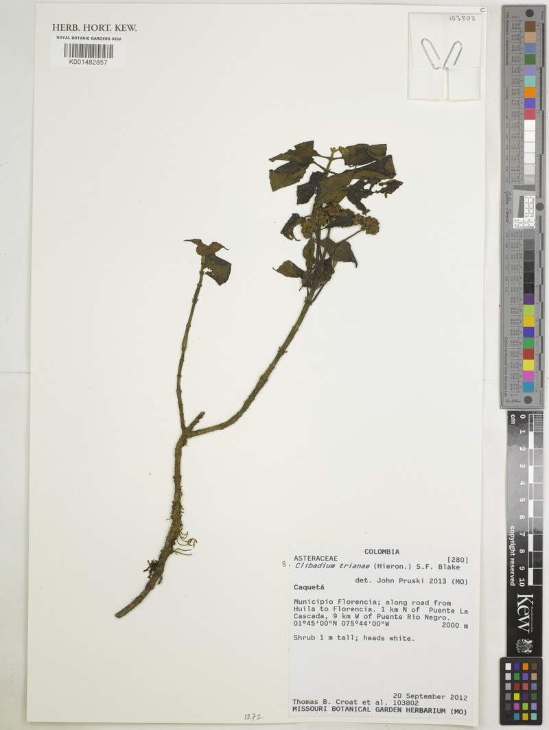 Clibadium trianae photo 3
