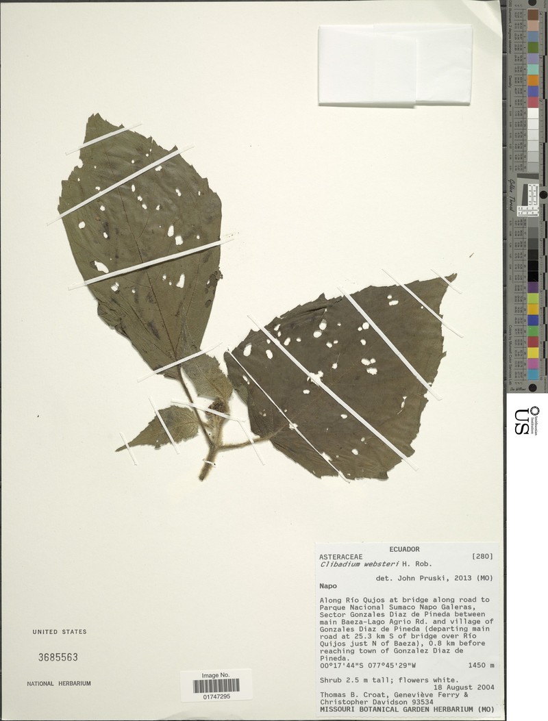 Clibadium websteri