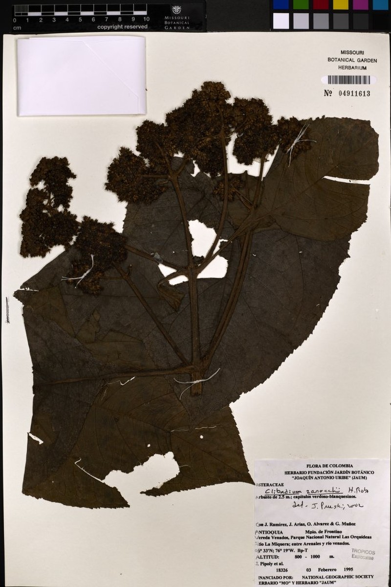 Clibadium zarucchii