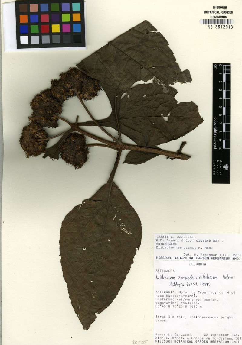Clibadium zarucchii photo 3