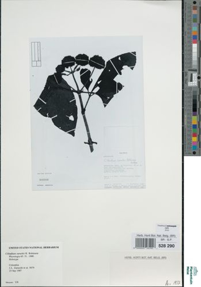 Clibadium zarucchii photo 4