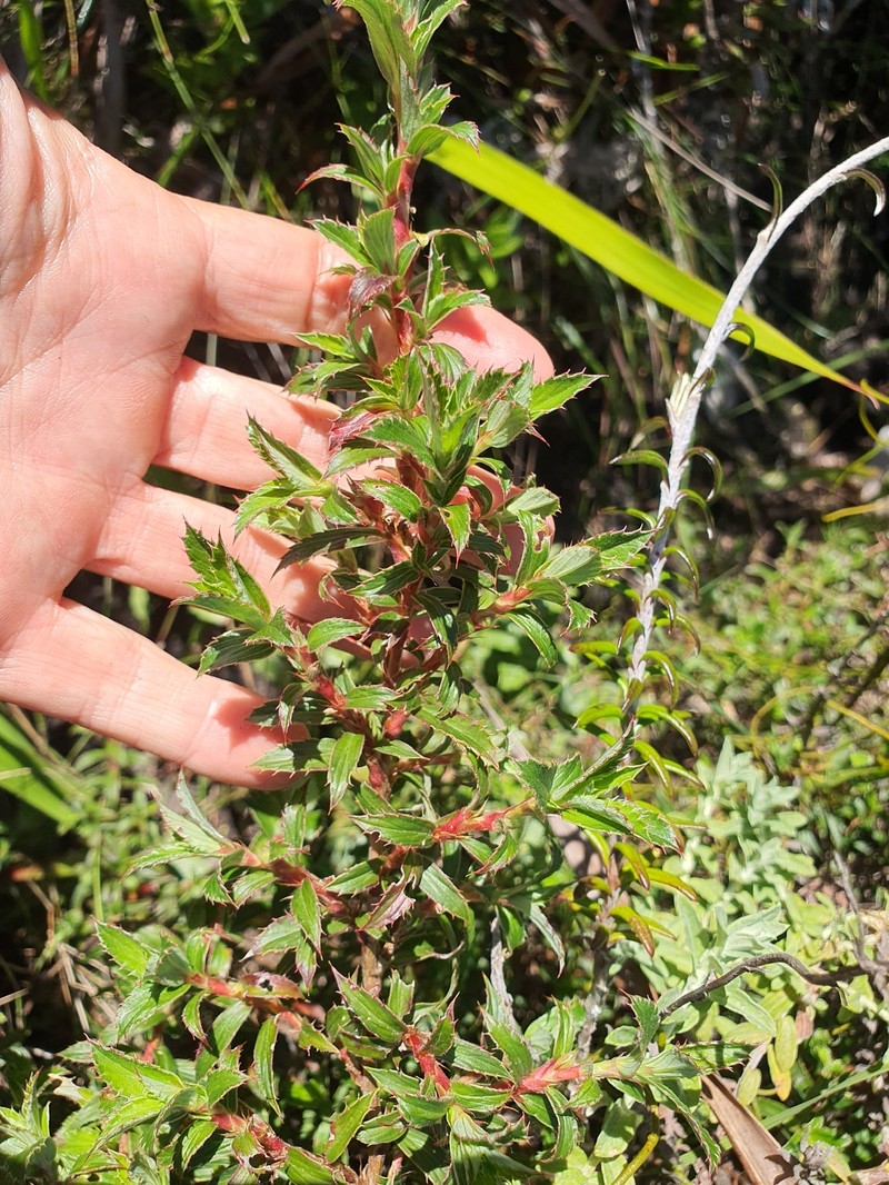 Cliffortia × maclearica