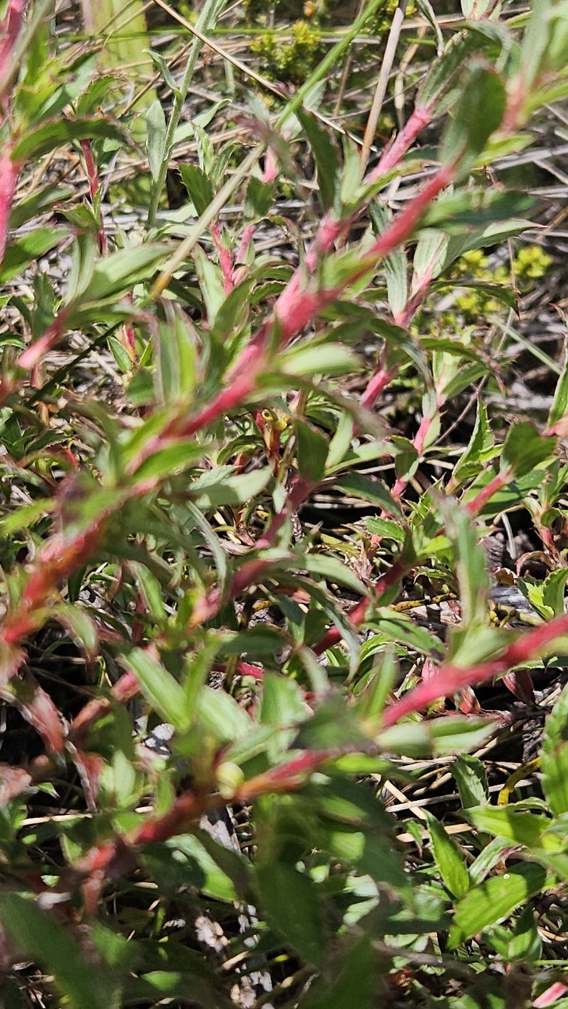 Cliffortia × maclearica photo 2