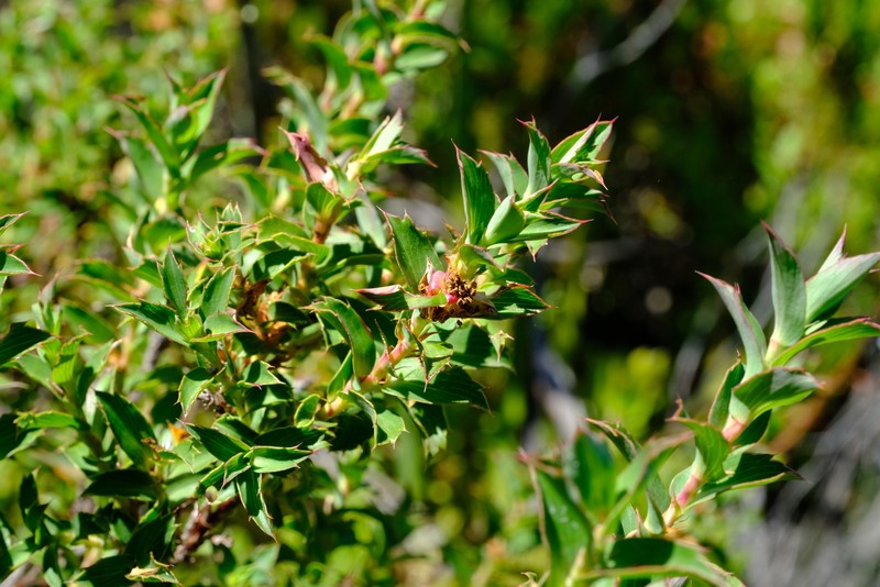 Cliffortia × maclearica photo 3