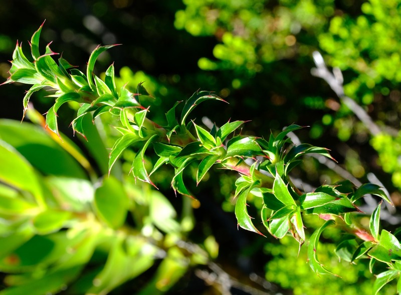 Cliffortia × maclearica photo 4