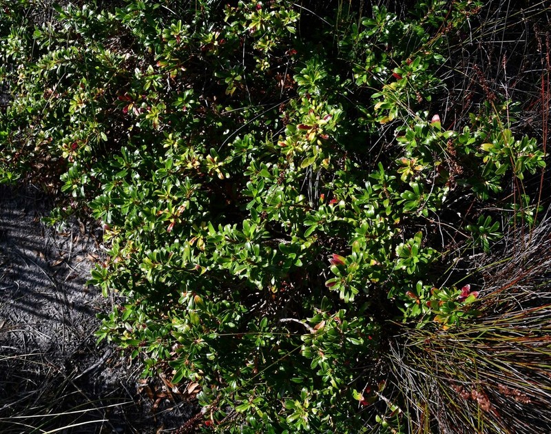Cliffortia berberidis