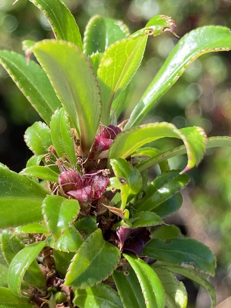 Cliffortia berberidis photo 2