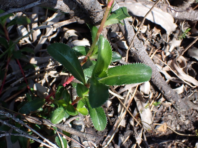 Cliffortia berberidis photo 3