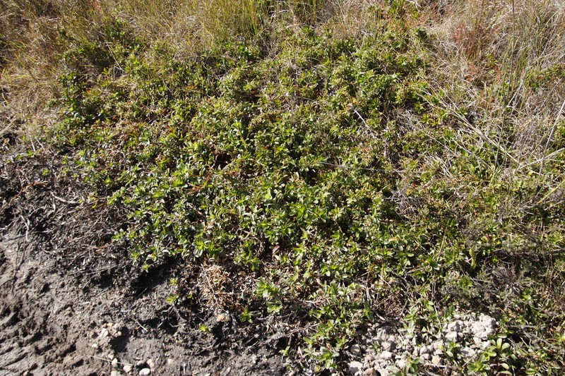 Cliffortia berberidis photo 4