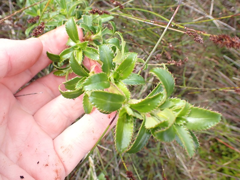 Cliffortia berberidis photo 5