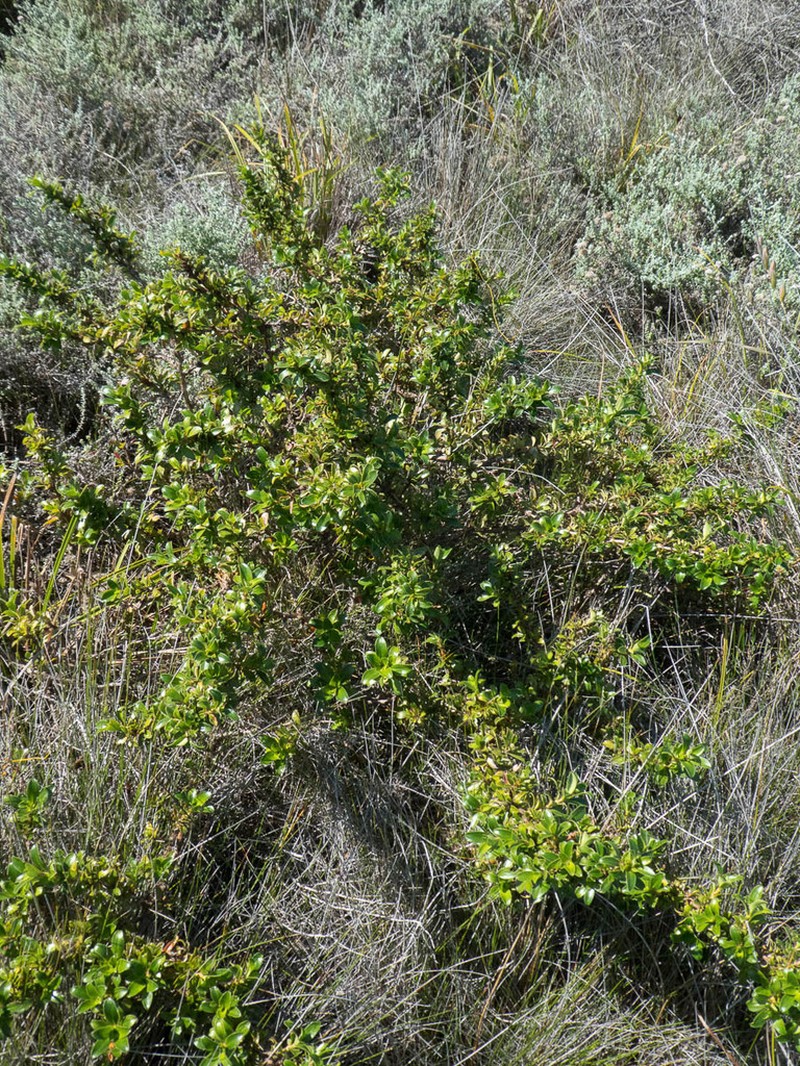 Cliffortia berberidis photo 6