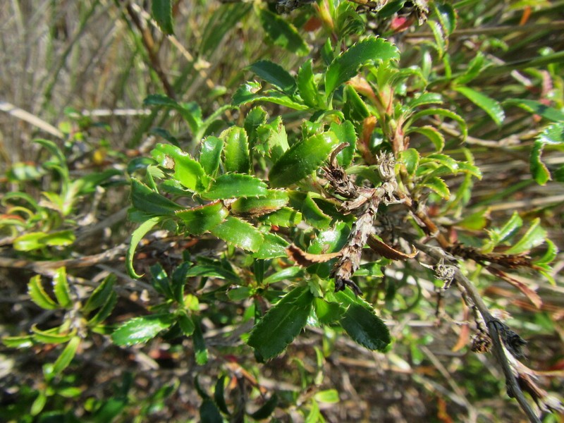 Cliffortia berberidis photo 7