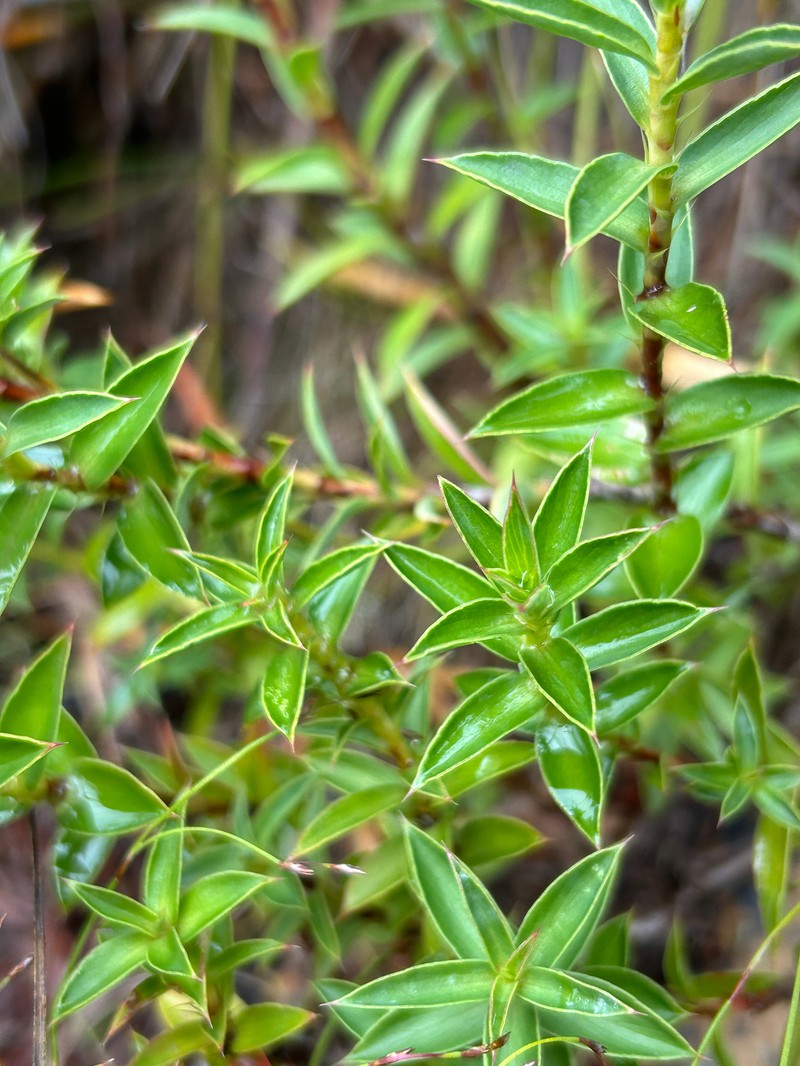 Cliffortia dregeana var. dregeana