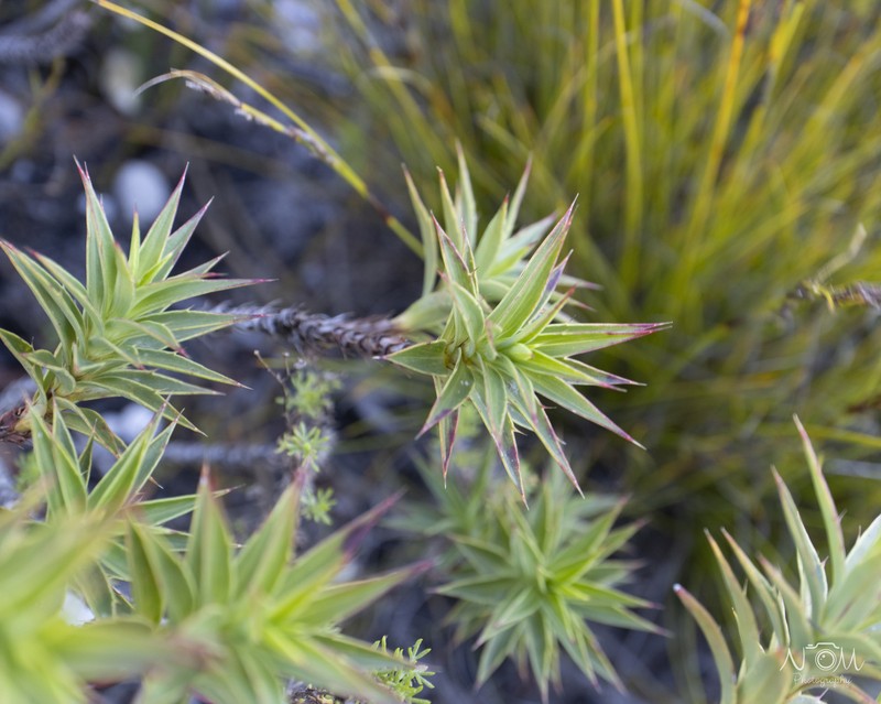 Cliffortia dregeana var. dregeana photo 2