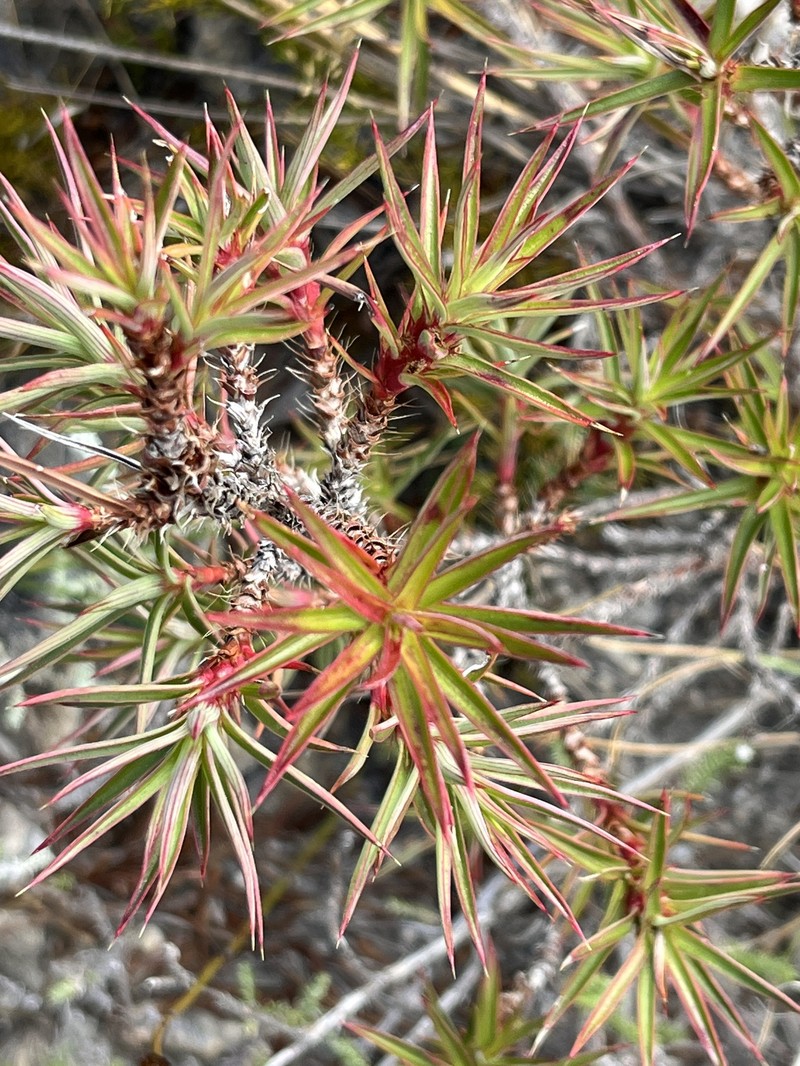 Cliffortia dregeana var. dregeana photo 3
