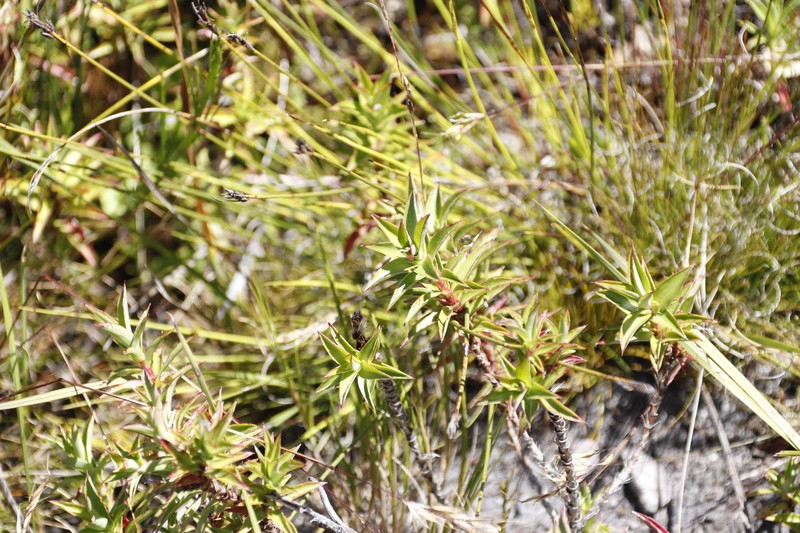 Cliffortia dregeana var. dregeana photo 4