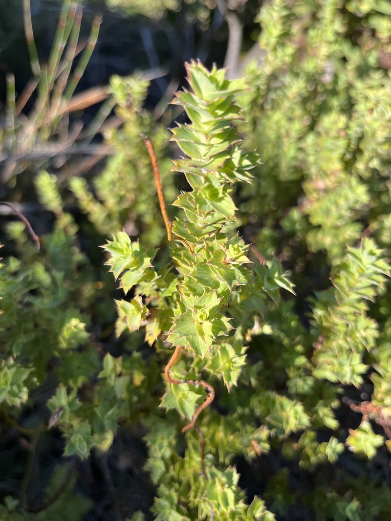 Cliffortia ilicifolia var. ilicifolia