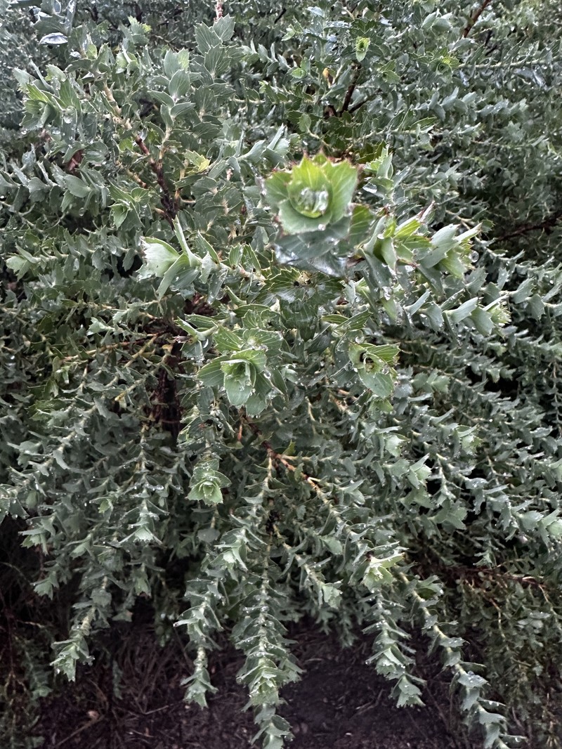 Cliffortia ilicifolia var. ilicifolia photo 2