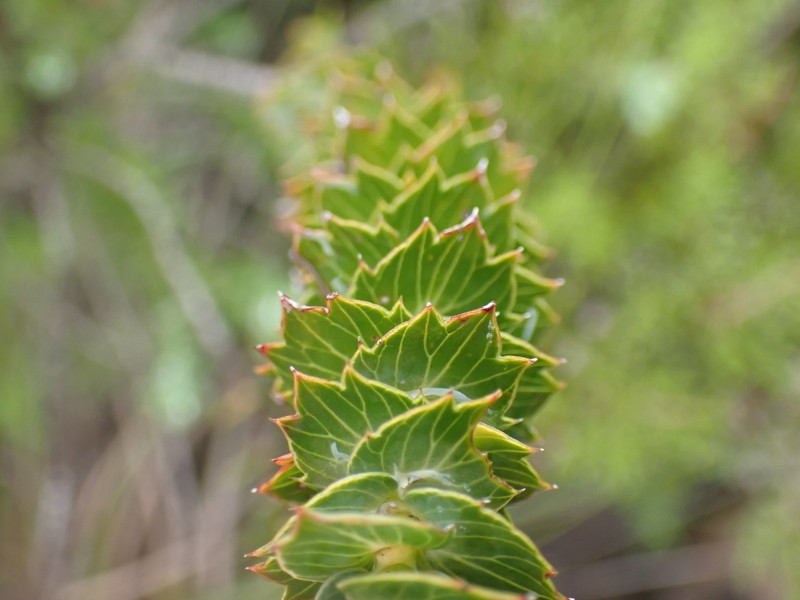 Cliffortia ilicifolia var. ilicifolia photo 3