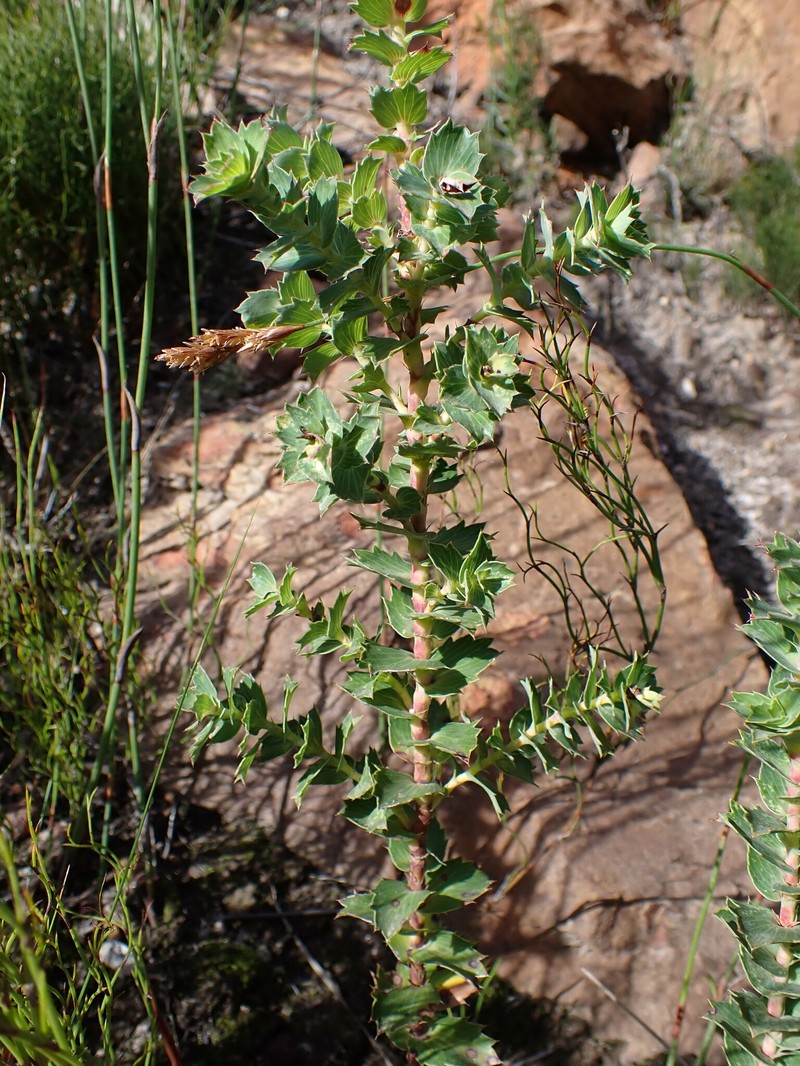 Cliffortia ilicifolia var. ilicifolia photo 4