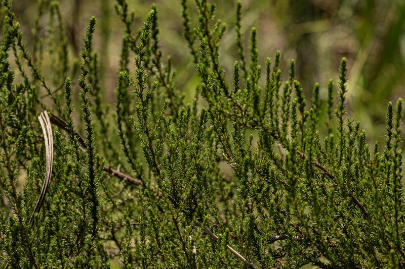 Cliffortia nitidula subsp. nitidula